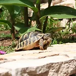 Kuca Merdzo Διαμέρισμα *